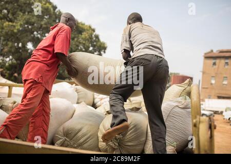 Des hommes forts chargent des sacs lourds pleins de grains de café sur un camion dans un entrepôt de Mbale, en Ouganda, en Afrique de l'est. Banque D'Images