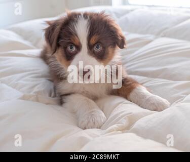 Un chiot Berger australien rouge posé sur le mobilier Banque D'Images