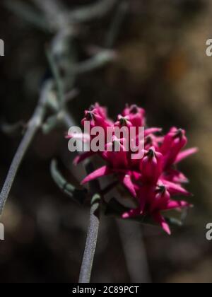 Les fleurs roses du Creeper de cire, Microloma sagittatum, dans le parc national de Namaqua, Afrique du Sud Banque D'Images