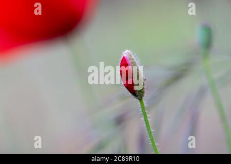 Détail d'un coquelicot rouge sur le point de fleurir dans la prairie Banque D'Images