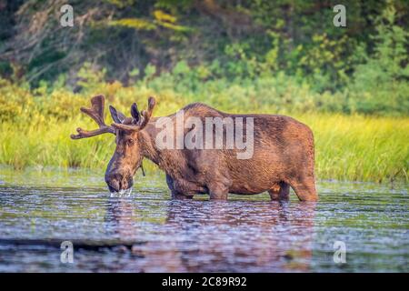 Un gros orignal de taureau adulte sur la rive peu profonde d'un lac à mâcher, sur des nénuphars, tôt le matin d'été. Banque D'Images