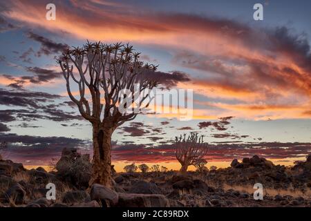 Coucher de soleil au Quiver Tree Forest, L'Aloe dichotoma, ferme Garas, Mesosaurus Fossil Site, Keetmanshoop, Namibie, Afrique Banque D'Images