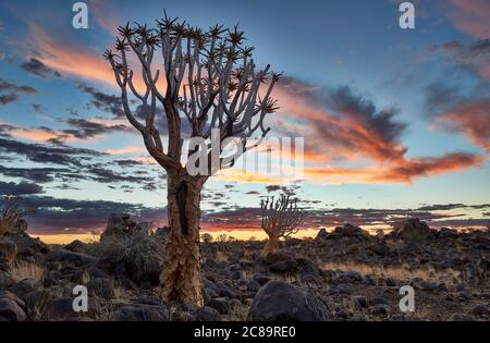 Coucher de soleil au Quiver Tree Forest, L'Aloe dichotoma, ferme Garas, Mesosaurus Fossil Site, Keetmanshoop, Namibie, Afrique Banque D'Images