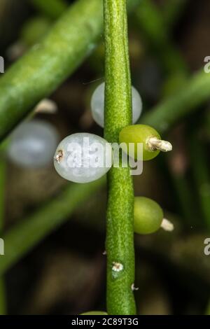 Fruits du Cactus Mistletoe (Rhipsalis baccifera subsp. Baccifera) Banque D'Images