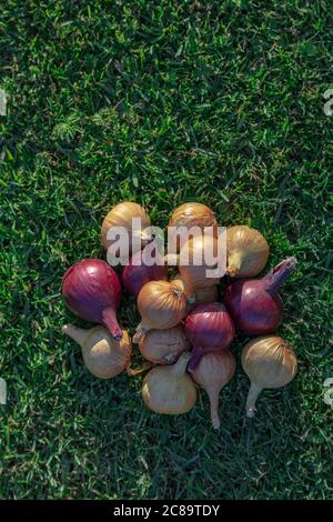 Oignons, jaunes et rouges sur l'herbe verte. Récolte. Photo de haute qualité Banque D'Images