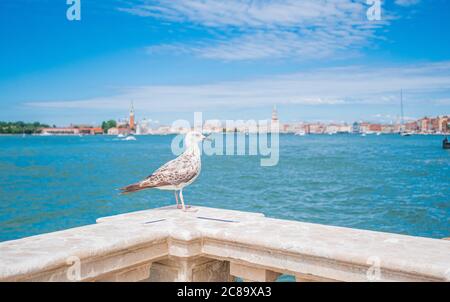 Gros plan d'un oiseau blanc assis sur une clôture en marbre à Venise, Italie Banque D'Images