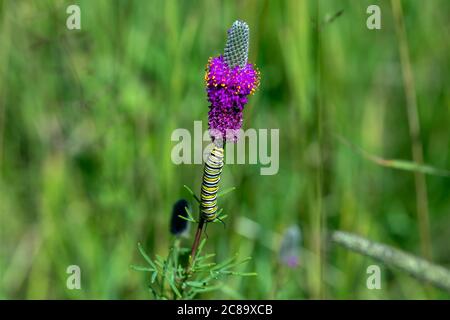 La chenille du papillon monarque Banque D'Images
