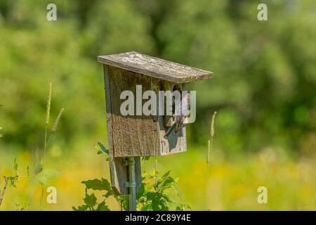 Les Bluebirds de l'est apportent de la nourriture aux jeunes Banque D'Images