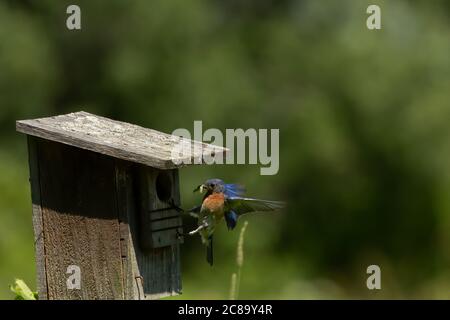 Les Bluebirds de l'est apportent de la nourriture aux jeunes Banque D'Images