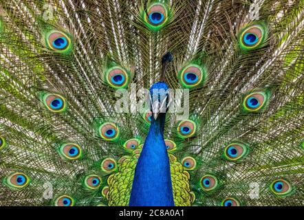 impressionnant paon bleu piqueur, pavo cristatus se montrant Banque D'Images