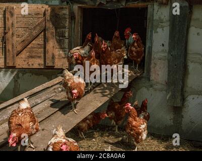 Les poules de ferme brunes sortent de maison, campagne côté côte Banque D'Images