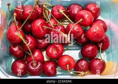 Cerises douces mûres prêtes à être mangées. Banque D'Images