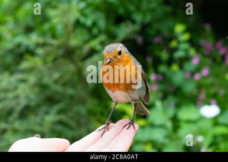 Robin - erithacus rubecula - perchée sur les femmes main étant nourri vers méalworms - Royaume-Uni Banque D'Images
