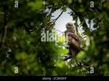 cerf-volant rouge, milvus milvus se cachant dans un arbre Banque D'Images