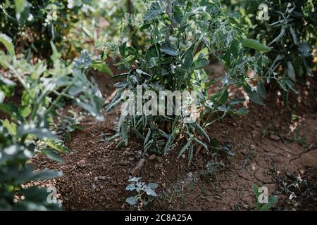Séance photo d'un fermier cultivant de la nourriture biologique dans son jardin. Banque D'Images
