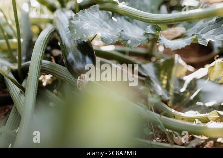 Séance photo d'un fermier cultivant de la nourriture biologique dans son jardin. Banque D'Images