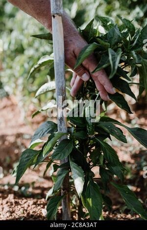 Séance photo d'un fermier cultivant de la nourriture biologique dans son jardin. Banque D'Images