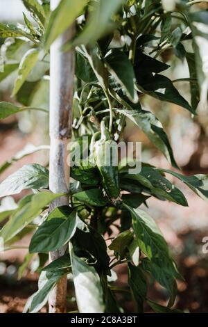 Séance photo d'un fermier cultivant de la nourriture biologique dans son jardin. Banque D'Images