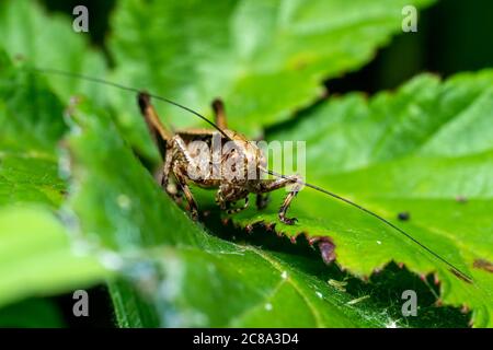Pholidoptera griseoaptera (Cricket de Bush foncé) espèce commune d'insecte brun trouvée dans les champs de prés et de jardins photo de stock Banque D'Images