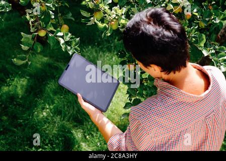Agriculteur utilisant un pc tablette numérique dans le verger, inspectant les fruits de pommier. Concept de technologie agricole innovante
