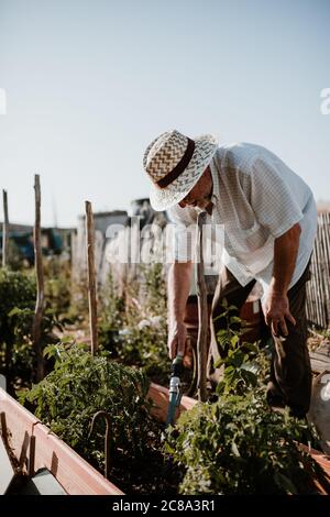 Séance photo d'un fermier cultivant de la nourriture biologique dans son jardin. Banque D'Images