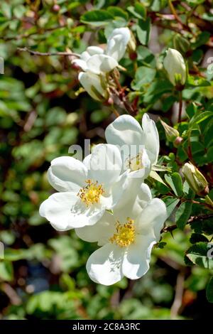 Rose sauvage, probablement Rose de chien (rosa canina), gros plan montrant plusieurs fleurs blanches avec un bourgeon, sur un fond hors foyer. Banque D'Images
