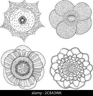 Collection avec fleurs tropicales. Dessin à la main graphique vecteur ligne art. coloriage pour adultes avec plantes exotiques - rafflesia et autres. Illustration de Vecteur