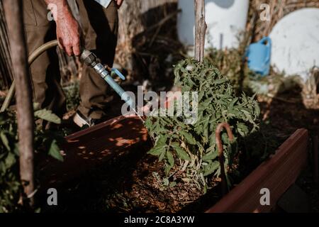 Séance photo d'un fermier cultivant de la nourriture biologique dans son jardin. Banque D'Images