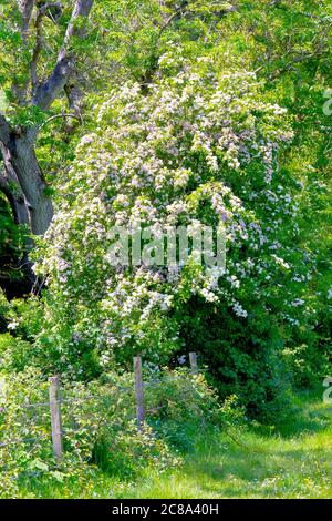 Hawthorn (crataegus monogyna), également connu sous le nom de May Tree ou Whitethorn, un petit arbre qui pousse au bord d'un champ, en pleine fleur au printemps. Banque D'Images