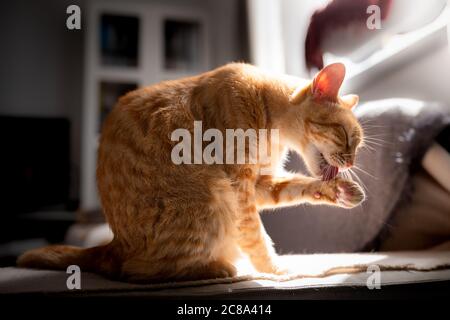 Chat de tabby marron illuminé par la lumière du venana, léche sa patte Banque D'Images