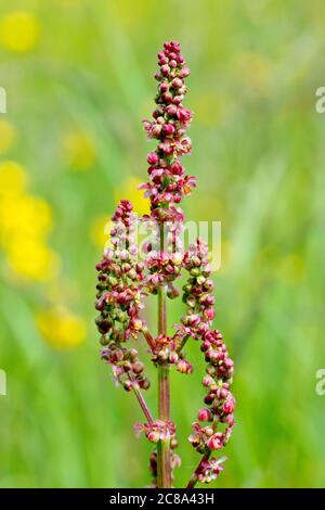 Sorrel ou Sorrel commun (rumex acetosa), gros plan des bourgeons et des fleurs minuscules de la plante, isolés du fond par une faible profondeur de champ. Banque D'Images