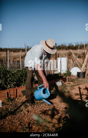 Séance photo d'un fermier cultivant de la nourriture biologique dans son jardin. Banque D'Images