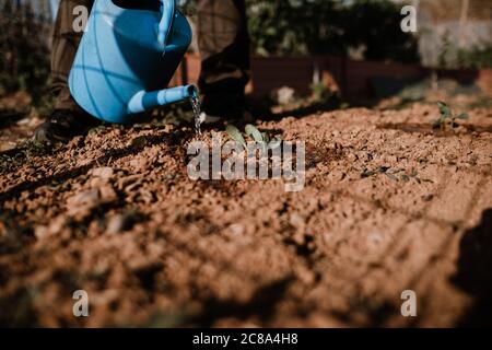 Séance photo d'un fermier cultivant de la nourriture biologique dans son jardin. Banque D'Images