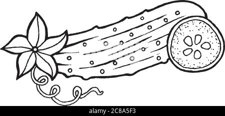 Illustration de la page de coloration du concombre dessinée à la main Illustration de Vecteur