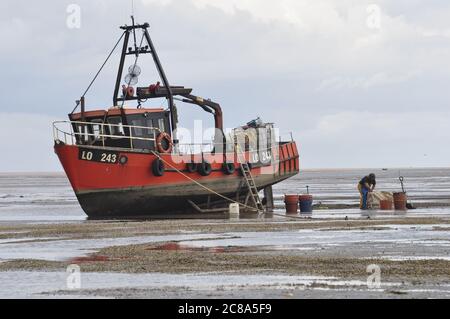 Bateaux de pêche commerciaux de Boston et King's Lynn à la main-raking cockles dans le Wash, une grande crique sur la côte est de l'Angleterre. Banque D'Images