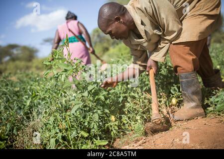 Les agriculteurs époux et épouse désherbage de leurs cultures de tomates avec des houes sur leur ferme dans le comté de Makueni, Kenya, Afrique de l'est. Banque D'Images