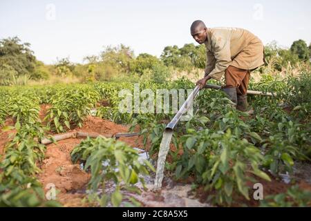 Un agriculteur irrigue ses cultures à l'aide d'une pompe à eau et de tuyaux alimentés par un générateur dans le comté de Makueni, au Kenya, en Afrique. Banque D'Images