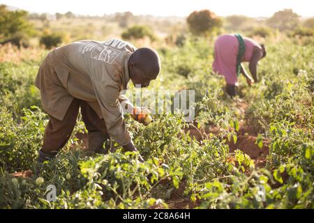 Les agriculteurs époux et épouse travaillent ensemble pour récolter leurs tomates dans leur ferme du comté de Makueni, au Kenya. Banque D'Images