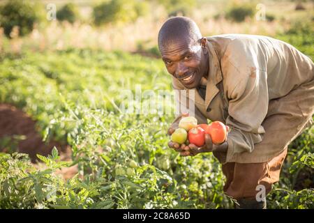 Un bon agriculteur récolte des tomates dans sa ferme du comté de Makueni, au Kenya. Banque D'Images