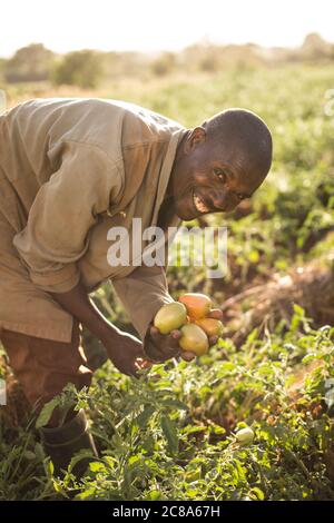 Un bon agriculteur récolte des tomates dans sa ferme du comté de Makueni, au Kenya. Banque D'Images