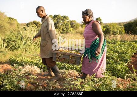 Les agriculteurs époux et épouse travaillent ensemble pour récolter leurs tomates dans leur ferme du comté de Makueni, au Kenya. Banque D'Images