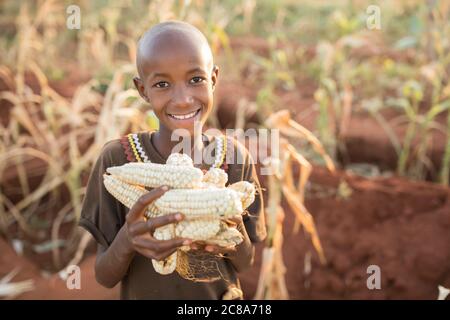 Une jeune fille souriante de onze ans tient un tas d'épis de maïs fraîchement récoltés dans la ferme de sa famille dans le comté de Makueni, au Kenya, en Afrique de l'est. Banque D'Images