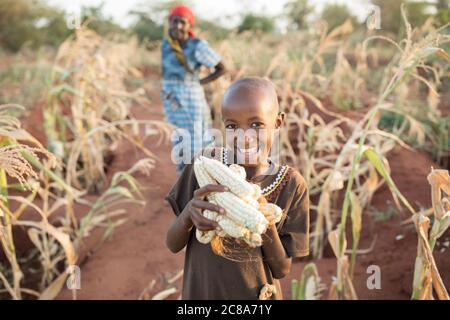 Une jeune fille souriante de onze ans tient un tas d'épis de maïs fraîchement récoltés dans la ferme de sa famille dans le comté de Makueni, au Kenya, en Afrique de l'est. Banque D'Images
