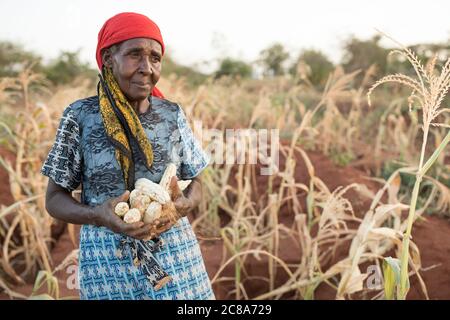 Une triste femme âgée détient un tas d'épis de maïs fraîchement récoltés dans sa ferme du comté de Makueni, au Kenya, en Afrique de l'est. Banque D'Images