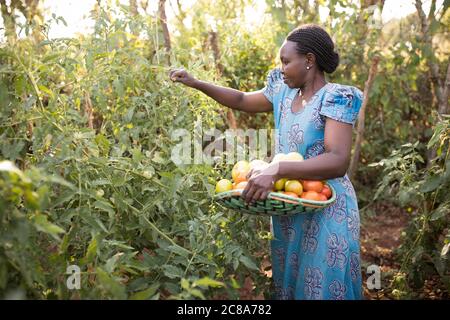 Une petite agricultrice récolte des tomates dans sa ferme végétale du comté de Makueni, au Kenya, en Afrique de l'est. Banque D'Images