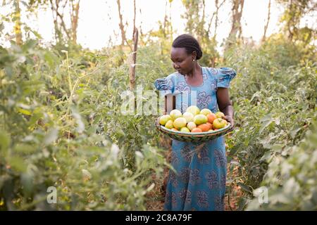 Une petite agricultrice récolte des tomates dans sa ferme végétale du comté de Makueni, au Kenya, en Afrique de l'est. Banque D'Images