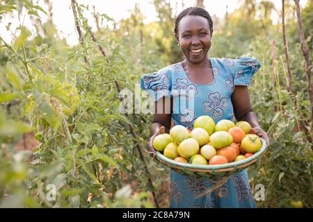 Une petite agricultrice récolte des tomates dans sa ferme végétale du comté de Makueni, au Kenya, en Afrique de l'est. Banque D'Images