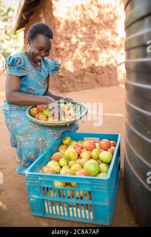 Une petite agricultrice récolte des tomates dans sa ferme végétale du comté de Makueni, au Kenya, en Afrique de l'est. Banque D'Images
