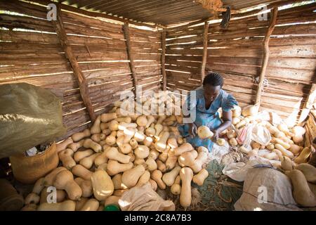 Une petite agricultrice stocke la récolte de courge de noyer cendré de sa famille dans leur grange du comté de Makueni, au Kenya, en Afrique de l'est. Banque D'Images