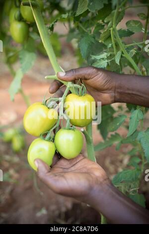 Un petit agriculteur mâle examine sa culture de tomate sur la vigne de sa ferme dans le comté de Makueni, Kenya, Afrique de l'est. Banque D'Images